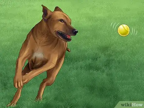 Image titled Give Your Dog Healthy Attention Step 6