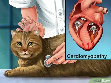 Image titled Diagnose and Treat Blood Clots in Cats Step 4