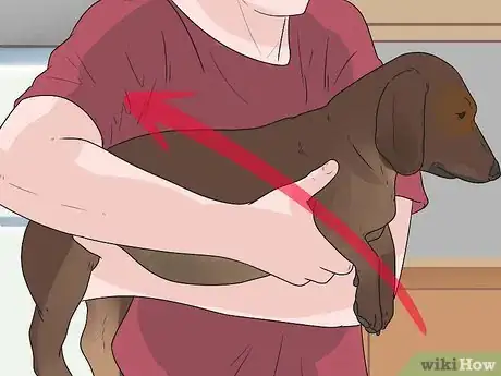 Image titled Bathe a Pregnant Dog Step 10