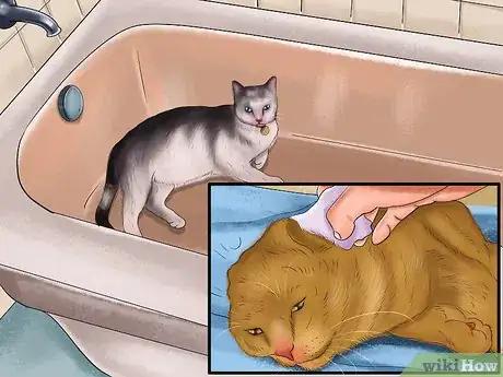 Image titled Remove Paint from a Cat's Fur Step 5