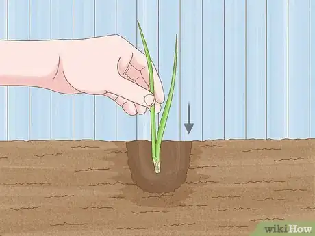 Image titled Grow Chives Step 12