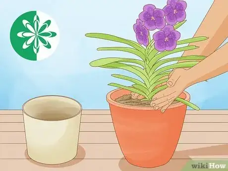 Image titled Grow Vanda Orchids Step 2