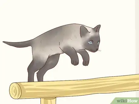 Image titled Decide if a Siamese Cat Is Right for You Step 4