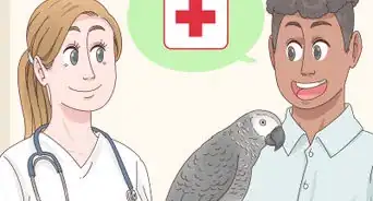 Choose an African Grey Parrot