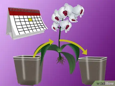 Image titled Grow Orchids Step 7