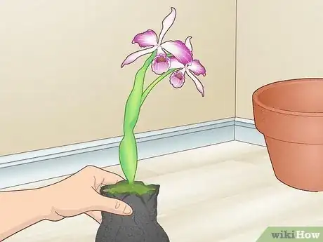 Image titled Grow Orchids Step 1