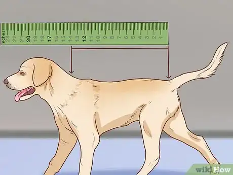 Image titled Measure a Dog for Clothes Step 1