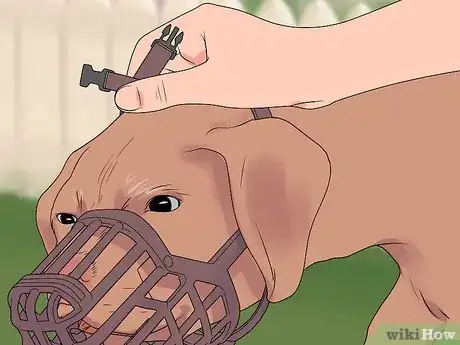 Image titled Muzzle Train a Dog Step 11