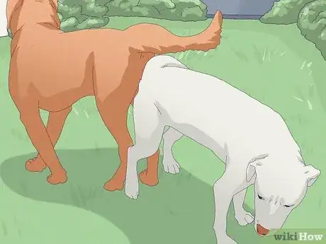 Image titled Unstick a Dog After Mating Step 1