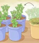 Grow Mint in a Pot