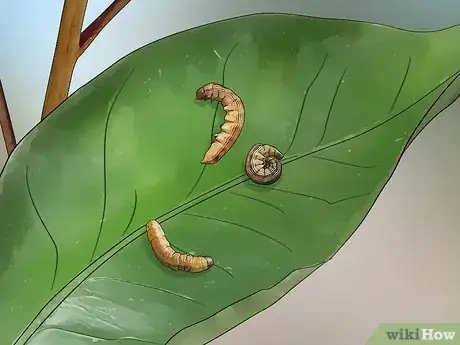 Image titled Control Armyworms Step 6