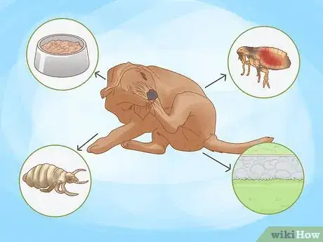 Image titled Solve Your Dog's Skin and Scratching Problems Step 6