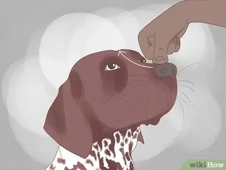 Image titled Massage a Dog to Poop Step 10