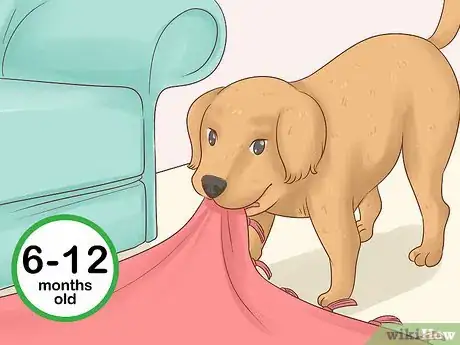 Image titled Tell Your Puppy's Age Step 14