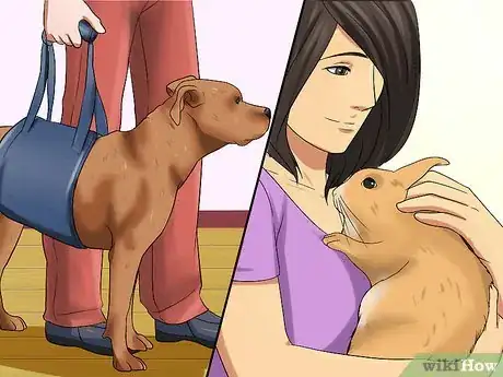 Image titled Introduce a Dog and a Rabbit Step 8