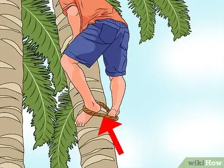 Image titled Climb a Palm Tree Step 9