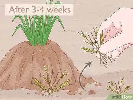 Image titled Grow Adlai Rice Step 11