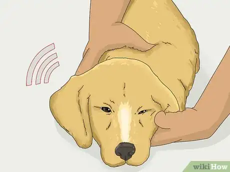 Image titled Get a Puppy to Stop Growling when You Pick Them Up Step 12