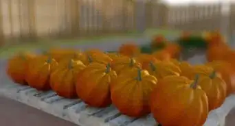 Grow Giant Pumpkins