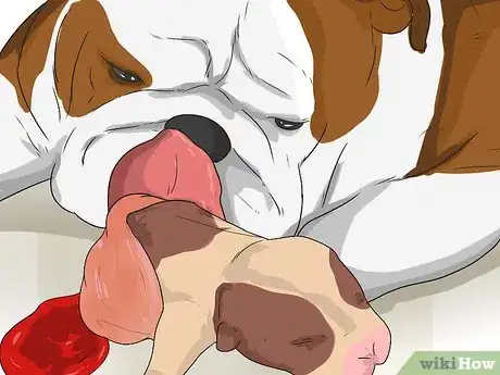 Image titled Breed English Bulldogs Step 20