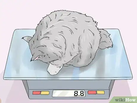 Image titled Identify a Siberian Cat Step 2