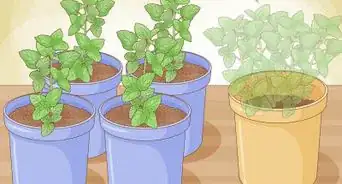 Grow Mint in a Pot