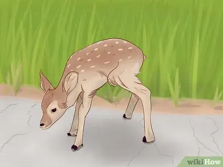 Image titled Tell a Fawn's Age Step 12