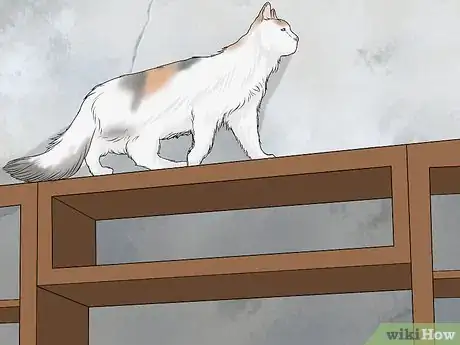 Image titled Identify a Turkish Van Step 11