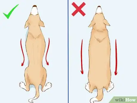 Image titled Determine if Your Dog Is Overweight Step 3