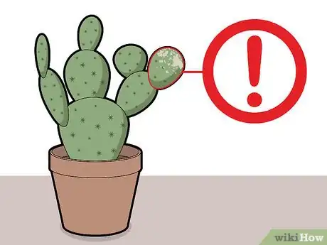 Image titled Prune Cactus Step 1