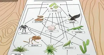 Draw a Food Web