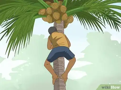 Image titled Harvest a Coconut Step 10