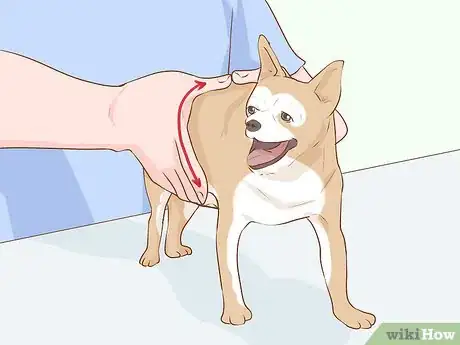 Image titled Determine if Your Dog Is Overweight Step 1