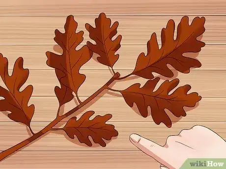 Image titled Identify Oak Trees Step 4