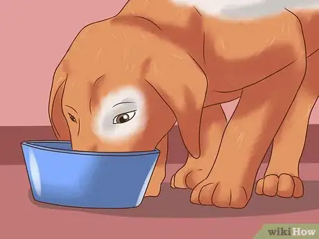 Image titled Detect Canine Hip Dysplasia Step 17