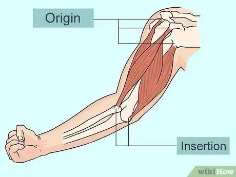 Image titled Study Muscle Anatomy Step 3