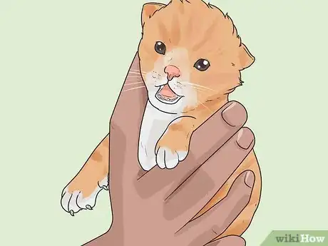 Image titled Tell How Old a Kitten Is Step 4