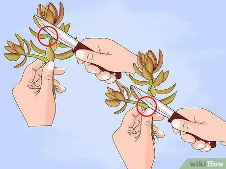 Image titled Propagate Succulent Plant Cuttings Step 3