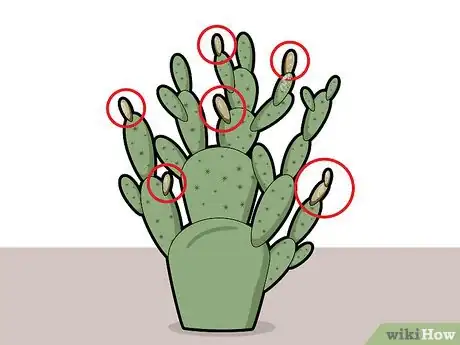 Image titled Prune Cactus Step 6