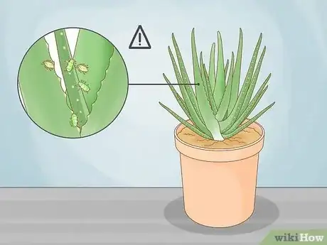 Image titled Care for Your Aloe Vera Plant Step 6