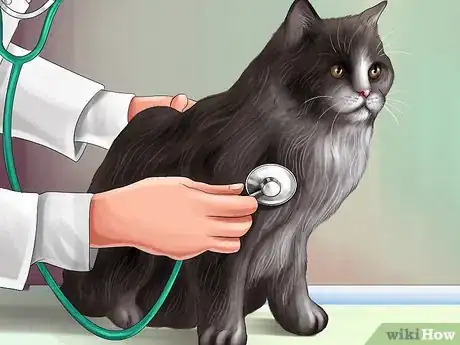 Image titled Diagnose and Treat Seborrhea in Cats Step 6