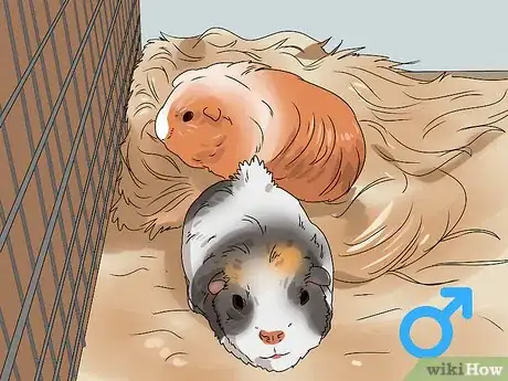 Image titled Neuter a Guinea Pig Step 2