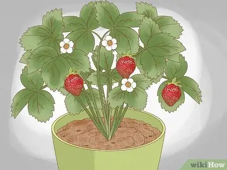 Image titled Plant Strawberries Indoors Step 13