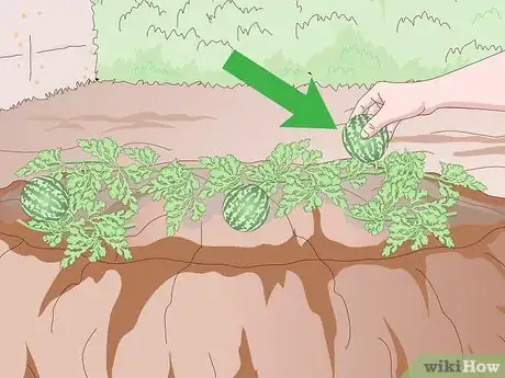 Image titled Grow a Square Watermelon Step 10