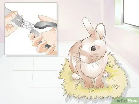 Image titled Diagnose Sore Hocks in Rabbits Step 5