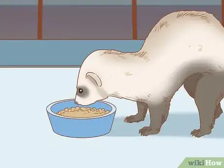 Image titled Make Your Ferret Happy Step 10