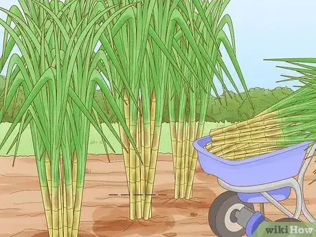 Image titled Harvest Sugar Cane Step 3