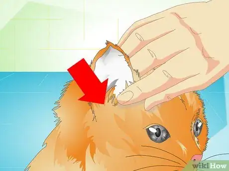 Image titled Deliver Ear Medication to Cats Step 11