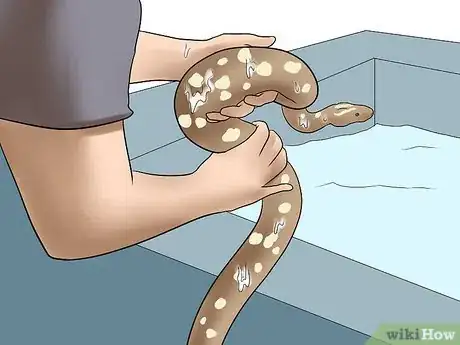 Image titled Breed Ball Pythons Step 14