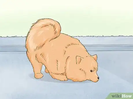 Image titled Identify a Pomeranian Step 12